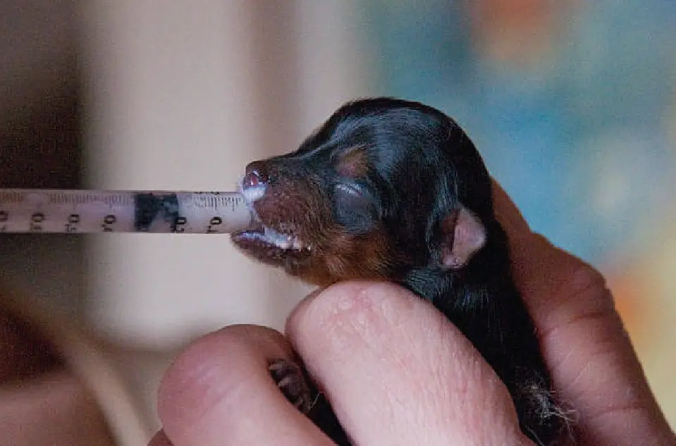 producao de leite insuficiente - Parto de cadelas pequenas: guia completo para tutores